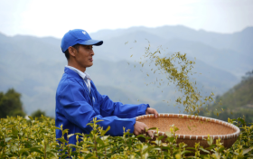 缙云黄茶推广季活动现场人气高涨，游客畅享茶香盛宴