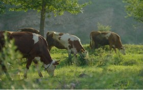 和顺肉牛：品牌发展“犇”新篇，擘画乡村振兴新图景