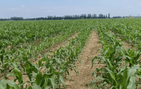 小农户拥抱新技术：乡合农服社会化服务破解“谁来种地”难题