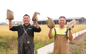 乡村振兴绘永修 稻香甲肥话丰收