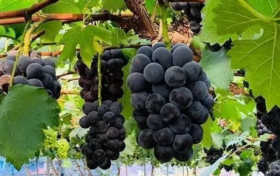 黑皇葡萄:2024年最推荐种植的品种